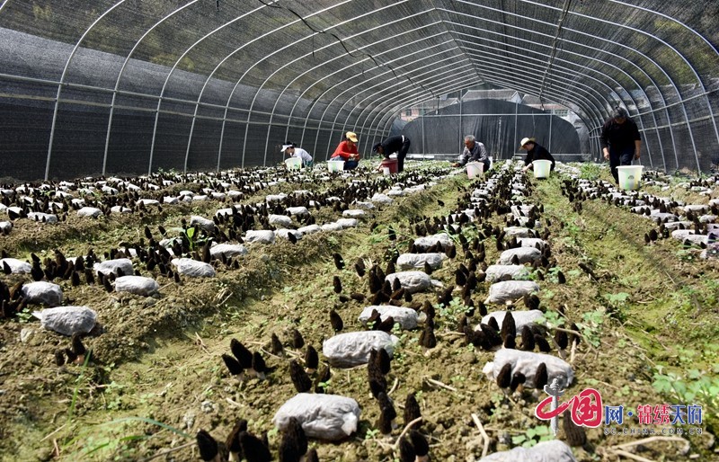 務(wù)工群眾采收食用菌。張玉偉  攝.JPG