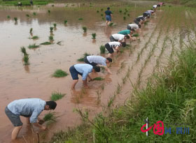 船山農(nóng)業(yè)局“走基層、轉(zhuǎn)作風(fēng)、解難題”為空巢老人助耕