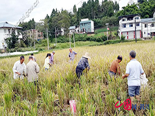 新會(huì)鎮(zhèn)川江村黨員干部幫助農(nóng)戶收水稻