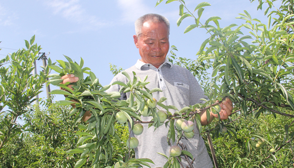 四川長(zhǎng)寧縣：“李子”撐起脫貧大夢(mèng)想