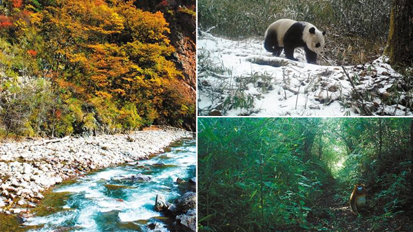 保護(hù)珍稀野生動植物及其棲息地　成都先后規(guī)劃建設(shè)四個(gè)自然保護(hù)區(qū)